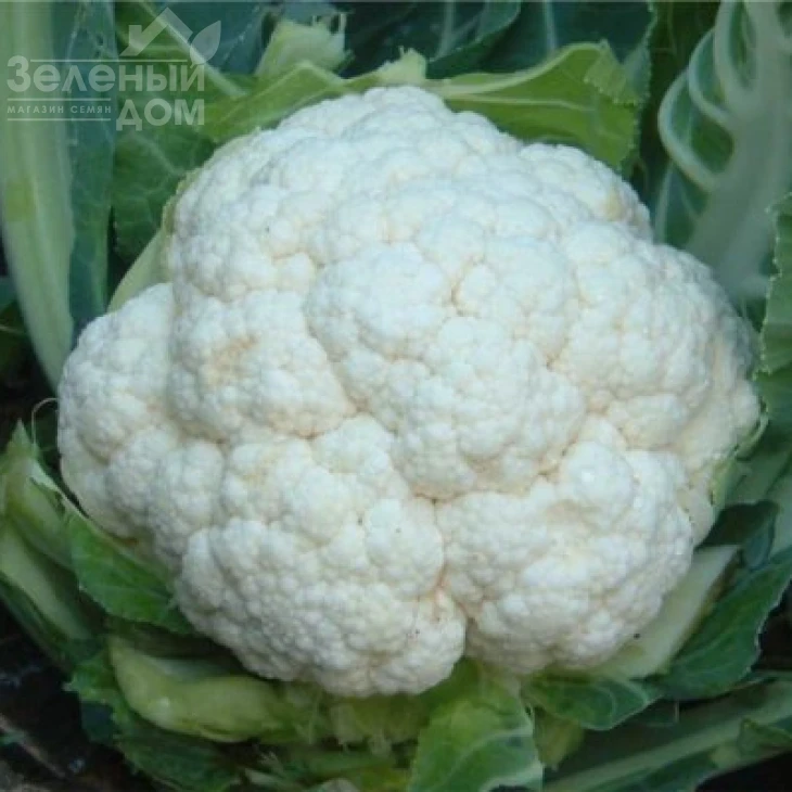 Сноубол / Snowball, 80 - 85 днів фото 1