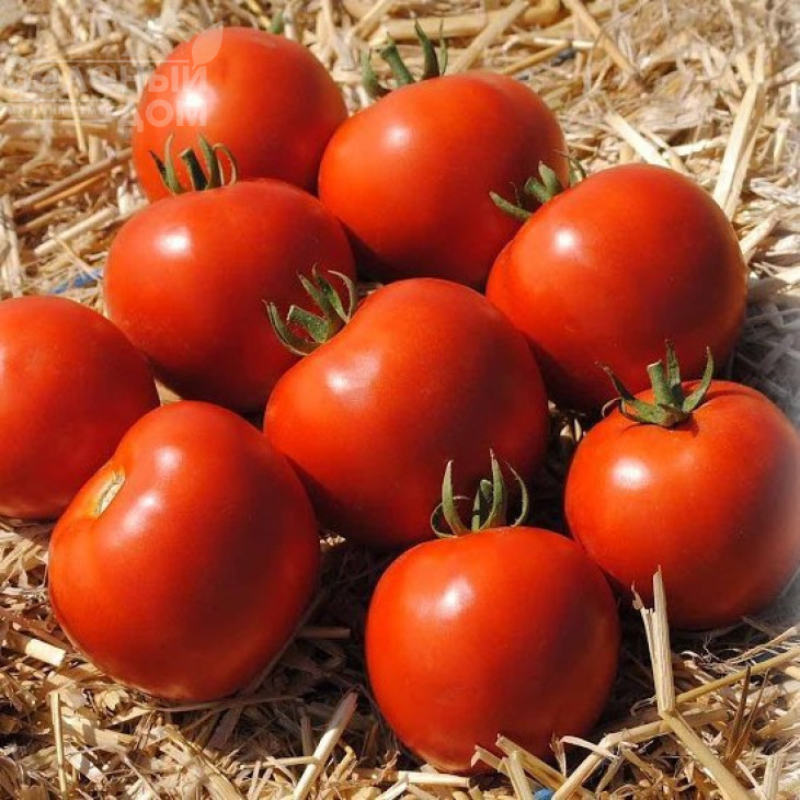 Мамако F1 / Mamako F1,50-52 дні фото 1