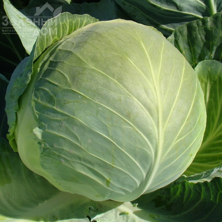 Бригадир F1 / Brigadier F1,110-120 дней фото 1