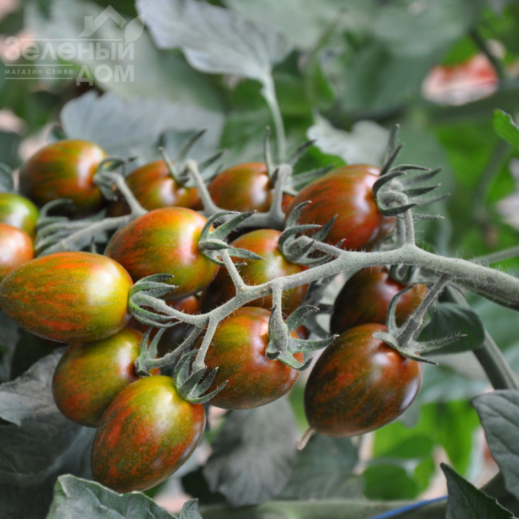 Кріспіна Плюм F1 / Crispina Plum F1,101-105 днів фото 1