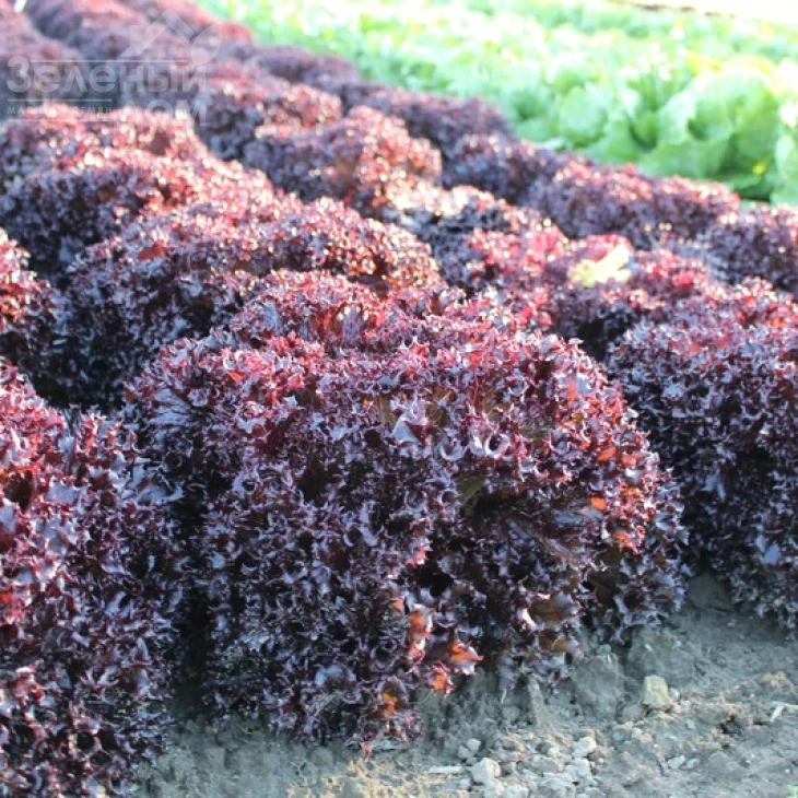 Азирка / Azirka фото 1