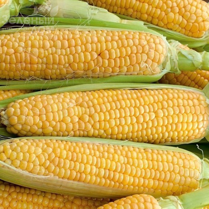 Мірус F1 / Mirus F1,75-78 днів фото 1