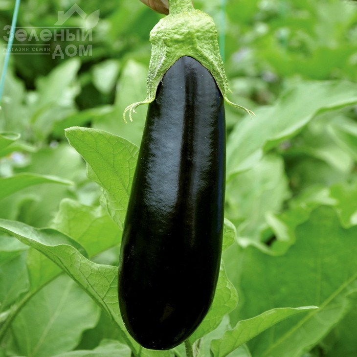 Ельдорадо F1 / Eldorado F1, 60-65 днів фото 2