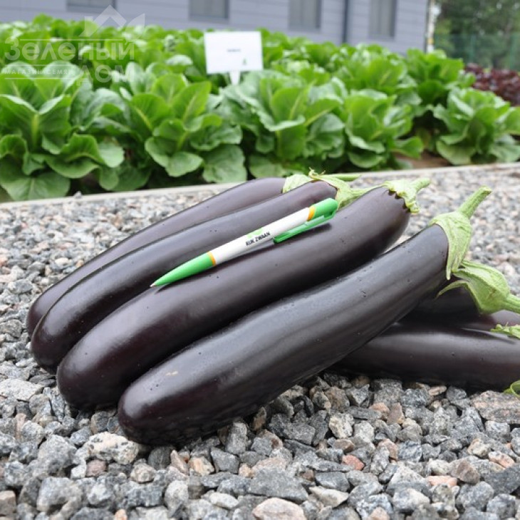 Естелле F1 / Estelle F1,70-75 днів фото 1