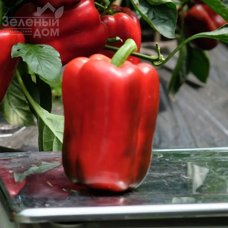 Ангус F1 / Angus F1,60-65 дней фото 1