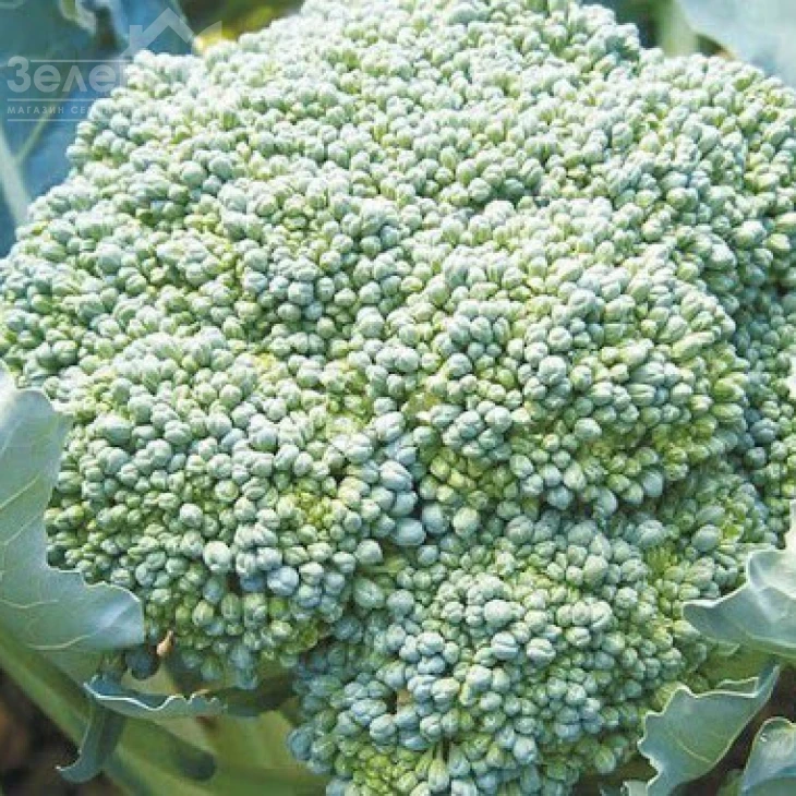 Квинта F1 / Quinta F1,80-85 дней фото 2