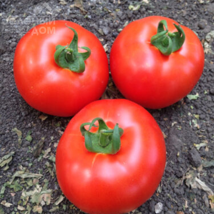 Песадо F1 / Pesado F1,100 днів фото 3