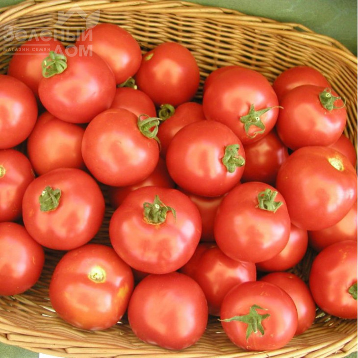 Торо F1 / Toro F1,60-70 днів фото 1