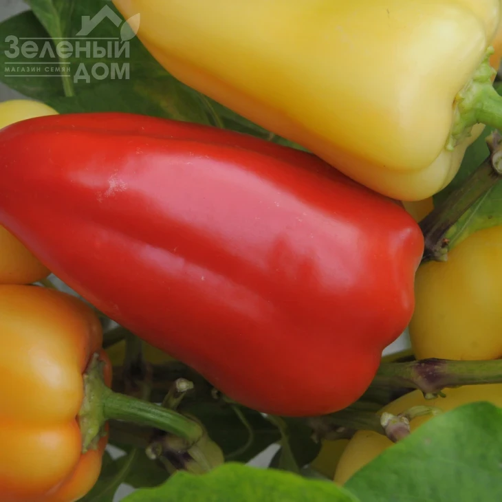 Била Зирка / Bila Zirka,105-110 дней фото 2