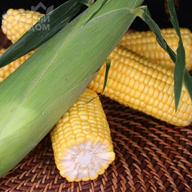 Харди F1 (SH2) / Hardi F1 (SH2),78-79 дней фото 1