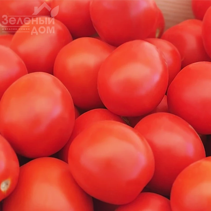 Баста F1 / Basta F1,110 дней фото 3