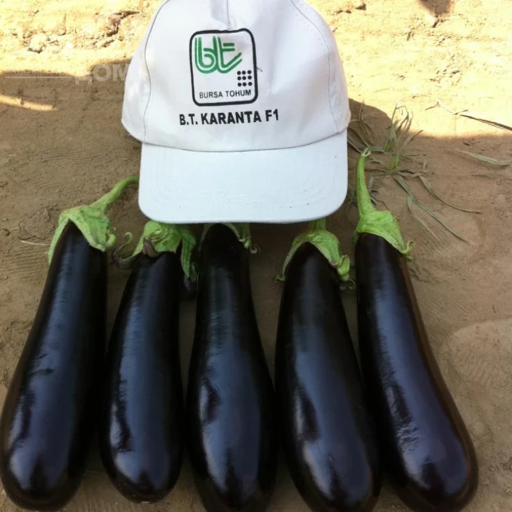 Каранта F1 / Karanta F1,60-65 дней фото 5