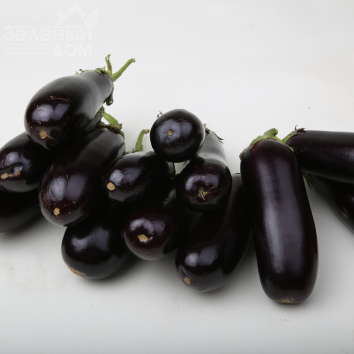 Моріс F1 (LS 1322) / Moris F1 (LS 1322),83-87 днів фото 2