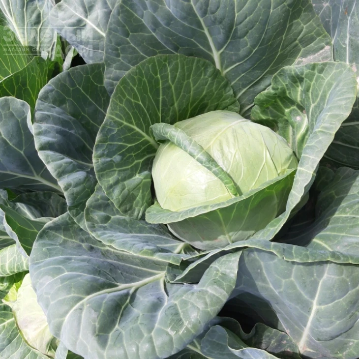 Ксена F1 / Ksena F1, 65-70 дней фото 2