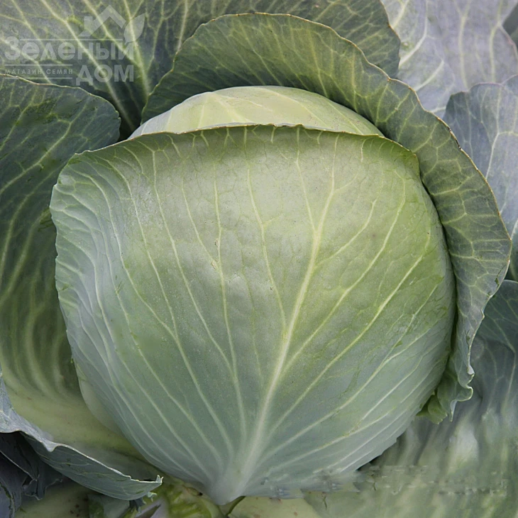 Аскания F1 / Askaniia F1,120-125 дней фото 1