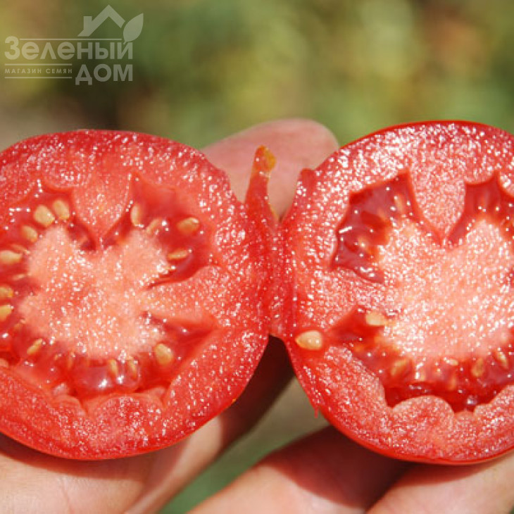 Аксель F1 / Aksel F1,70 днів фото 1