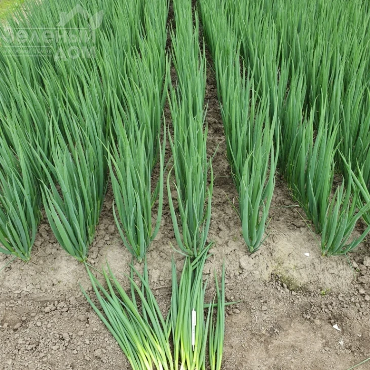 Йода F1 / Yoda F1 фото 4