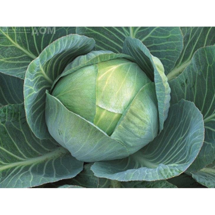 Аррівіст F1 / Arrivist F1,110-115 днів фото 1