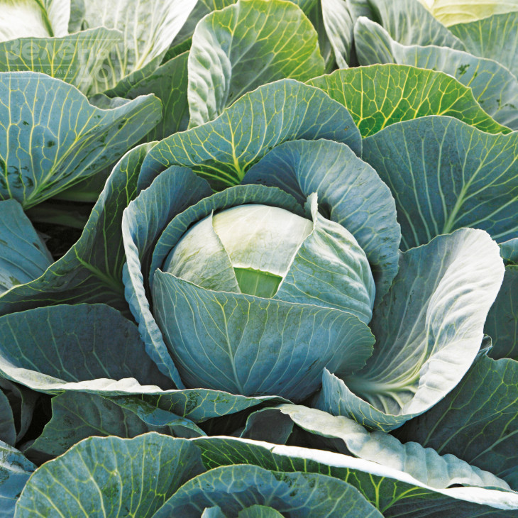 Лексікон F1 / Leksikon F1,120 - 125 днів фото 1