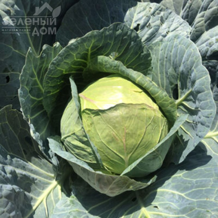 Індіана F1 / Indiana F1,70 днів фото 5