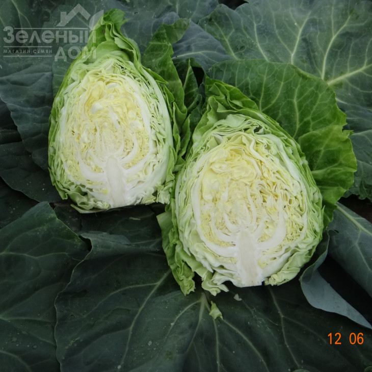 Пілон F1 / Pylon F1,51-57 днів фото 2