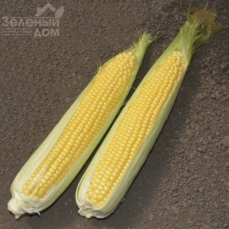 Мессенджер F1 / Messenger F1 фото 1