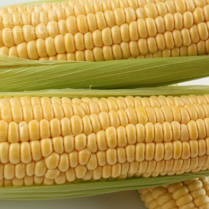 Сентинель F1 / Sentynel F1,73-75 дней фото 1