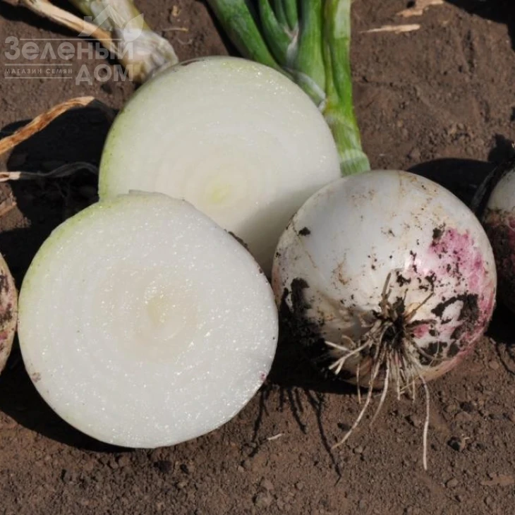 Примо Бланко F1 / Primo Blanco F1, 110-115 дней фото 3