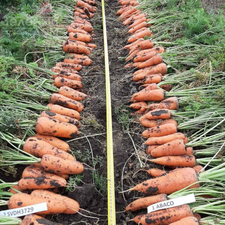 Абразо F1 / Abrazo F1,88–92 днів фото 2