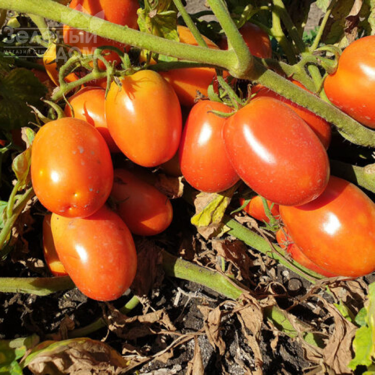 2053 F1 / 2053 F1, 115 днів фото 4