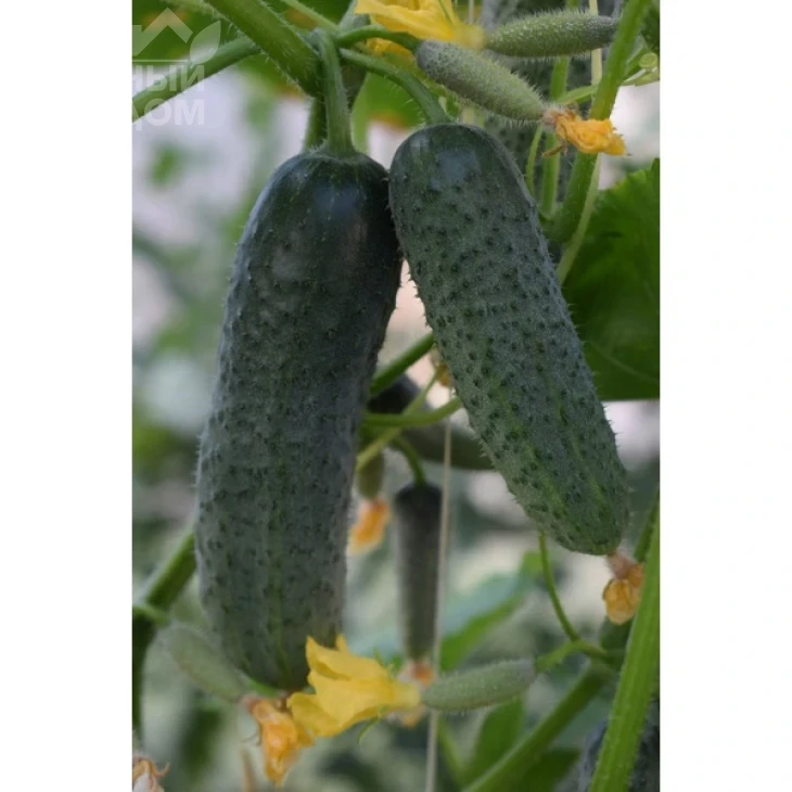 Баритон F1 / Barytone F1 фото 1