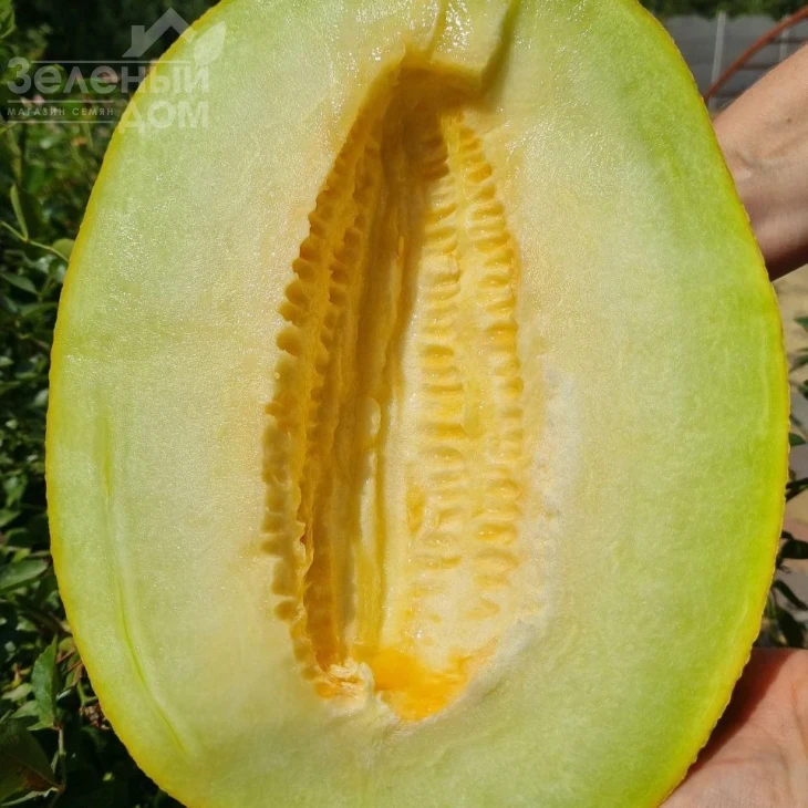 Мегарин F1 / Megarin F1 фото 2