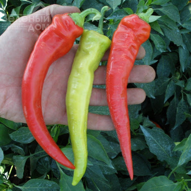 Огнівец / Ohnivec,70-75 днів фото 1