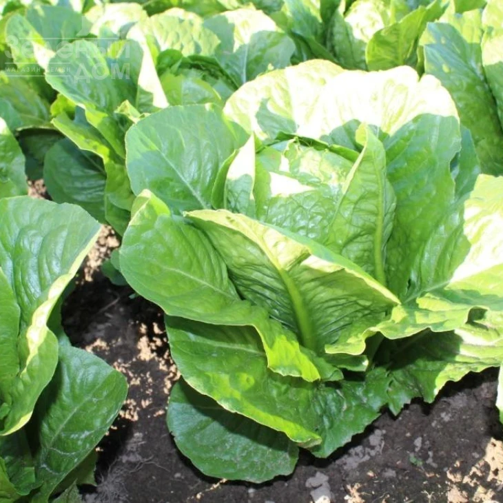 Яра / Jara фото 3