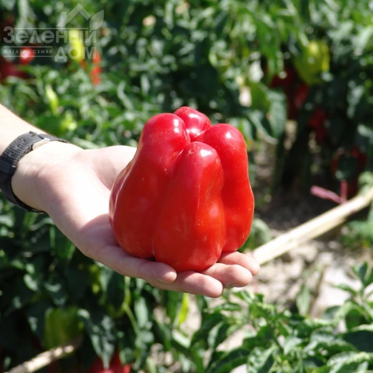 Гранова / Granova,55-60 дней фото 1