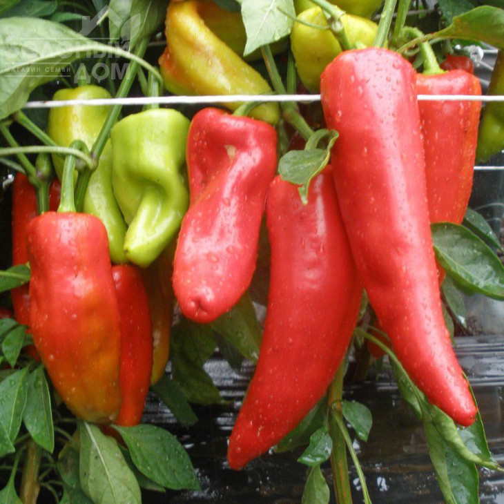 Радміла F1 / Radmila F1,60-70 днів фото 1