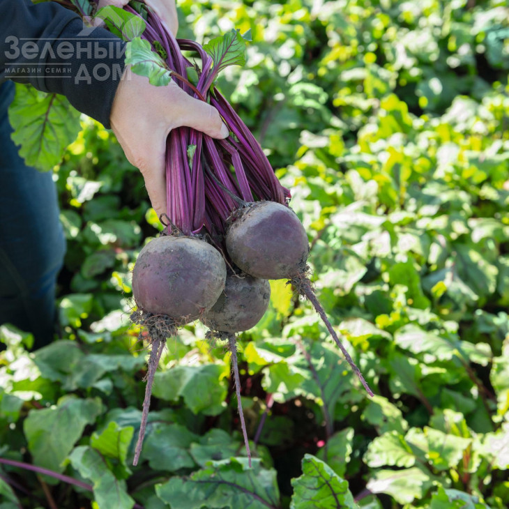 Бохан F1 / Bohan F1,117 днів фото 1