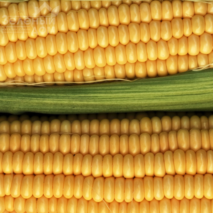 Акцент F1 / Accent F1,81 день фото 1