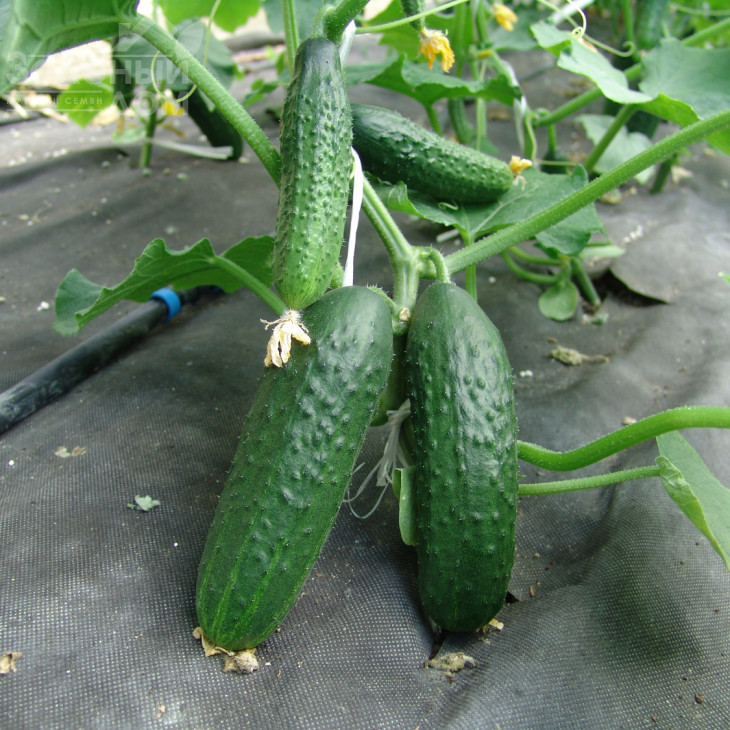 Толстой F1 / Tolstoj F1 фото 1