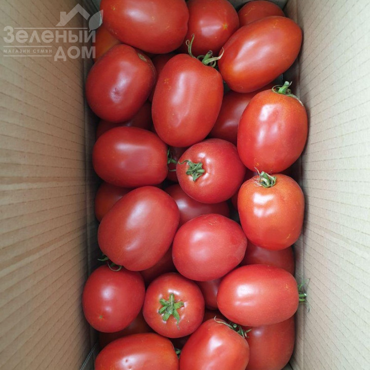 Кафа F1 / Kafa F1,70-75 днів фото 5