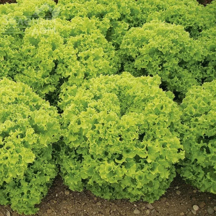 Криска / Kriska фото 1