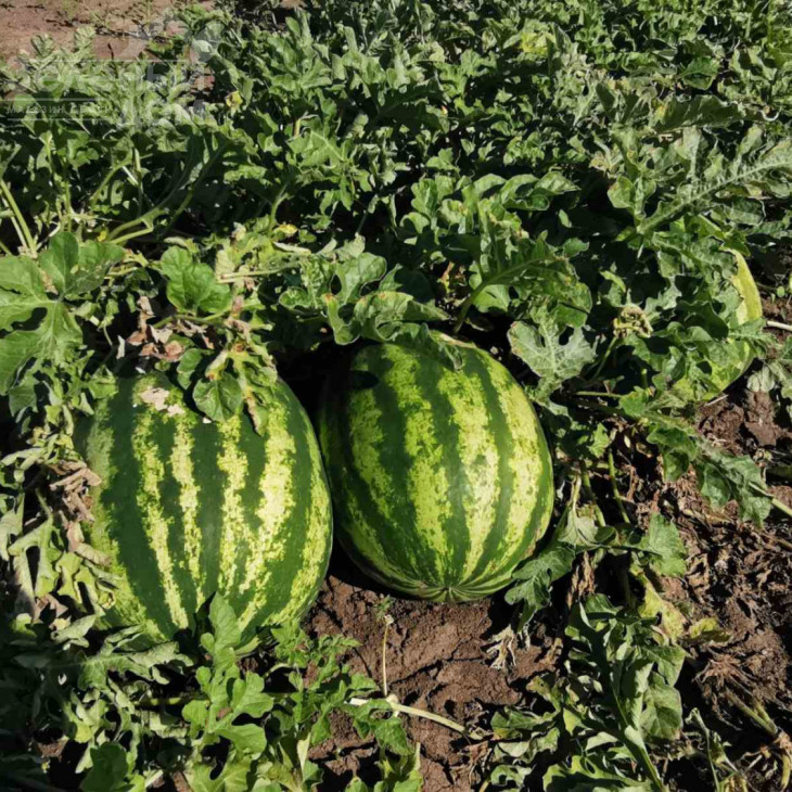 Кримсон Світ / Crimson sweet, 80 днів фото 1