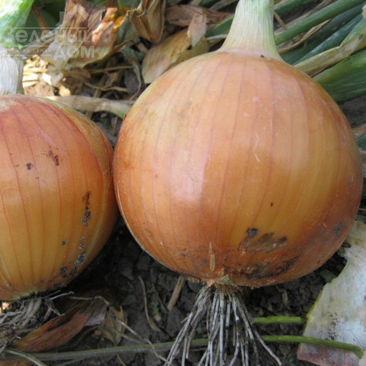 Імперіос F1 / Imperios F1,115 днів фото 2