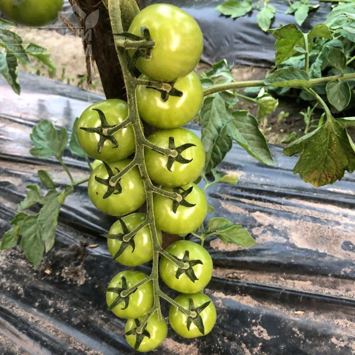 Блейз F1 (1617) / Bleyz F1 (1617) ,95 днів фото 2