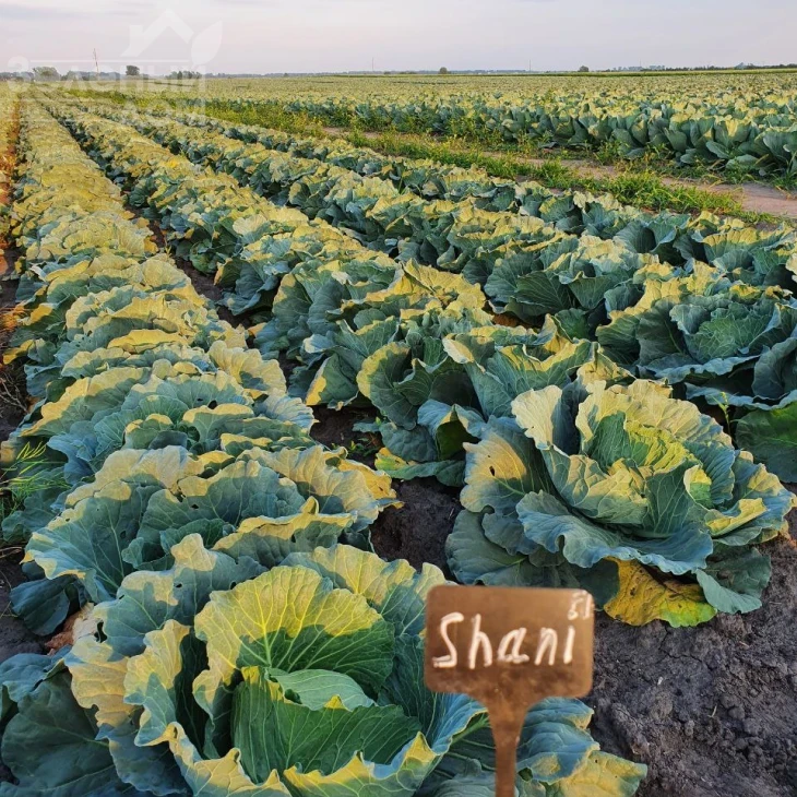 Шані F1 / Shani F1,60-70 днів фото 4