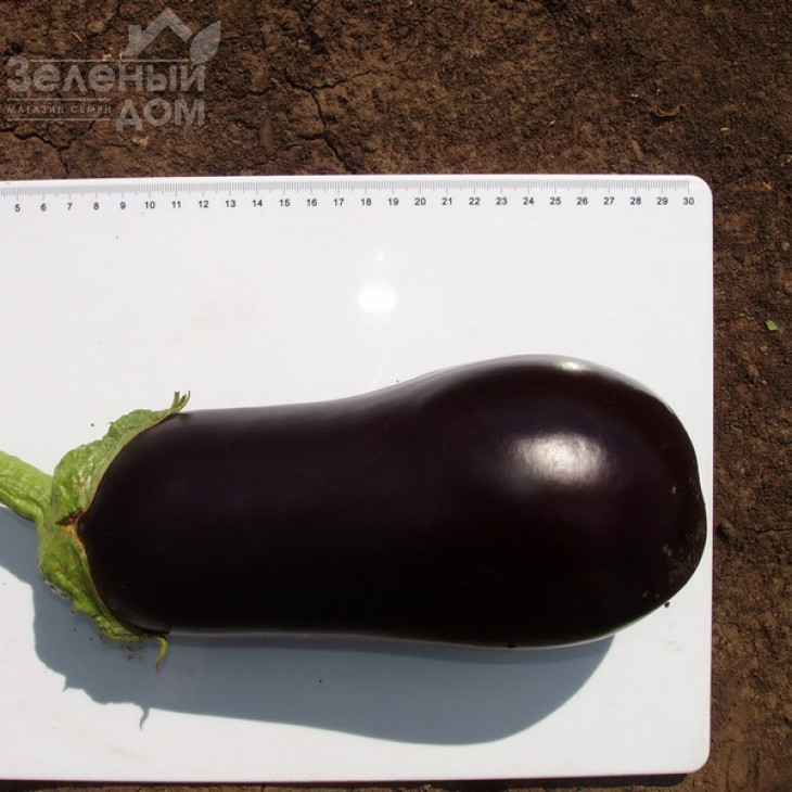 Галіне F1 / Galine F1,60-65 днів фото 3