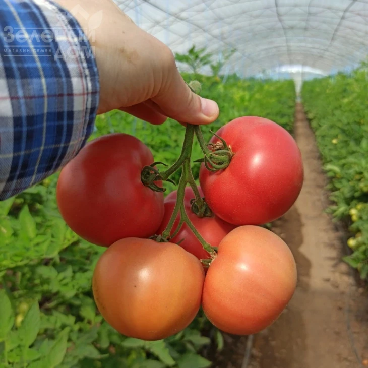 Дейзи (PL 6210) / Daisy (PL 6210) фото 4