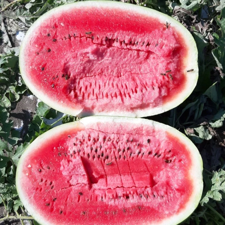 Марана F1 / Marana F1, 65-70 дней фото 2