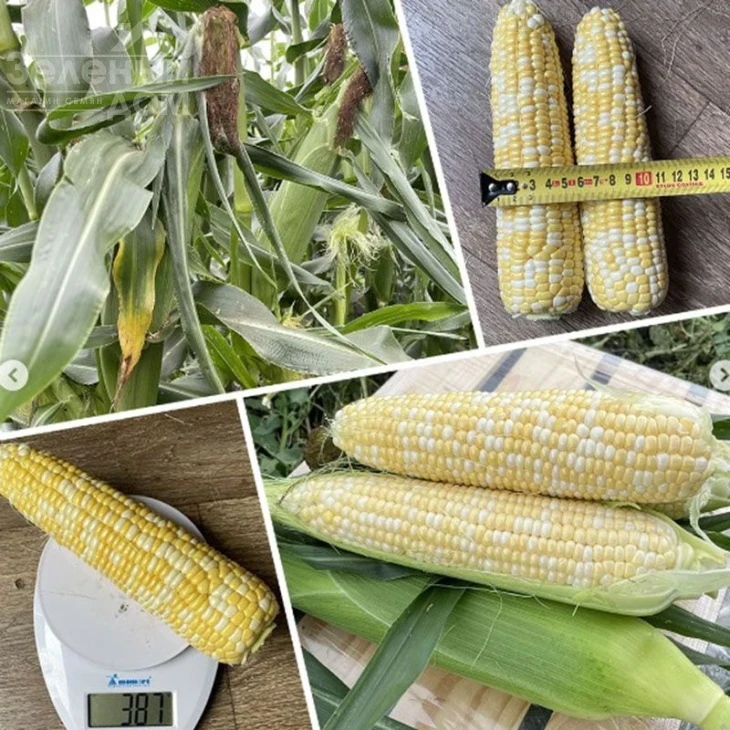 Эскорт F1 / Escort F1,76 дней фото 2