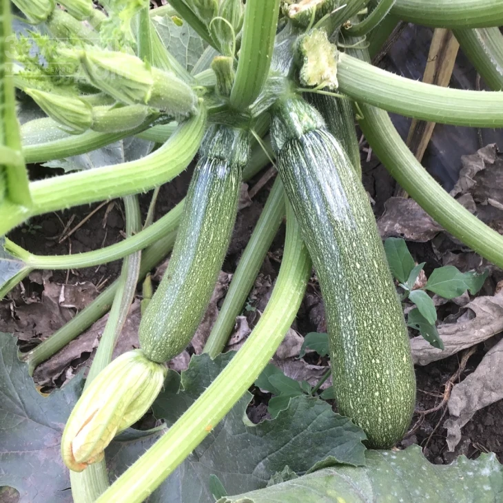 Селиена F1 / Celiena F1, 40-42 дня фото 1